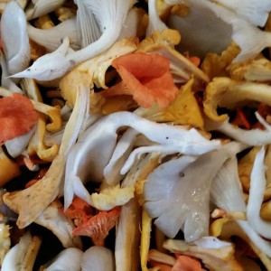 A mixture of foraged chanterelles and cultivated oyster mushrooms ready to be sauteed to perfection.