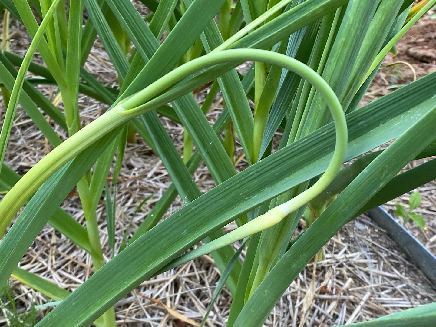The “Great’Scape”! 🤣😆😂
Seriously though, these garlic scapes are amazing!!! This is from one of my many test beds.  Yup, going to be expanding the garlic plantings for sure! 🤤🤤🤤