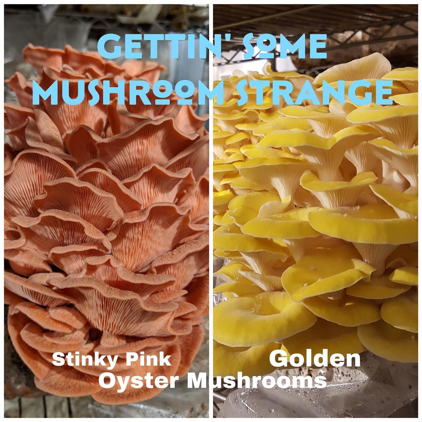 It’s been over four years since I’ve grown these varieties. Wanted some mushroom strange so here we are.
Just wanted to give you lucky chefs a heads up. Some of you will be receiving these lovelies in your order this week. If that turns out to be you, here’s some need to know info.
1) They cook up just like any other mushroom. Use in any application you normally would any other mushroom.
2) Sadly they do not keep their color when cooked.
3) They have a limited shelf-life as compared to other varieties. The pinks last about three days after harvesting before they start to wilt and earn one of their nicknames: the stinky pinks. Another nickname is the Georgia O’Queef oyster.  The label abbreviation on the blocks for the variety is VAG. You get the idea and now you know why I don’t grow these on the regular.

The golds will hold up for a week at minimum but after about 3 or 4 days, when you open the bag, instead of smelling watermelon rind and cinnamon, you are hit with a strong whiff of fresh caught bass. Fortunately that smell doesn’t remain upon cooking.

I will be harvesting these mushrooms on the day you receive them to ensure the maximum shelf life on your end.

This is a one time dealio so if you’re one of the “lucky” recipients, don’t hesitate to reach out via my cell or email, if you have any questions as I’m not active on social media for now. ❤️🍄❤️🍄❤️🍄