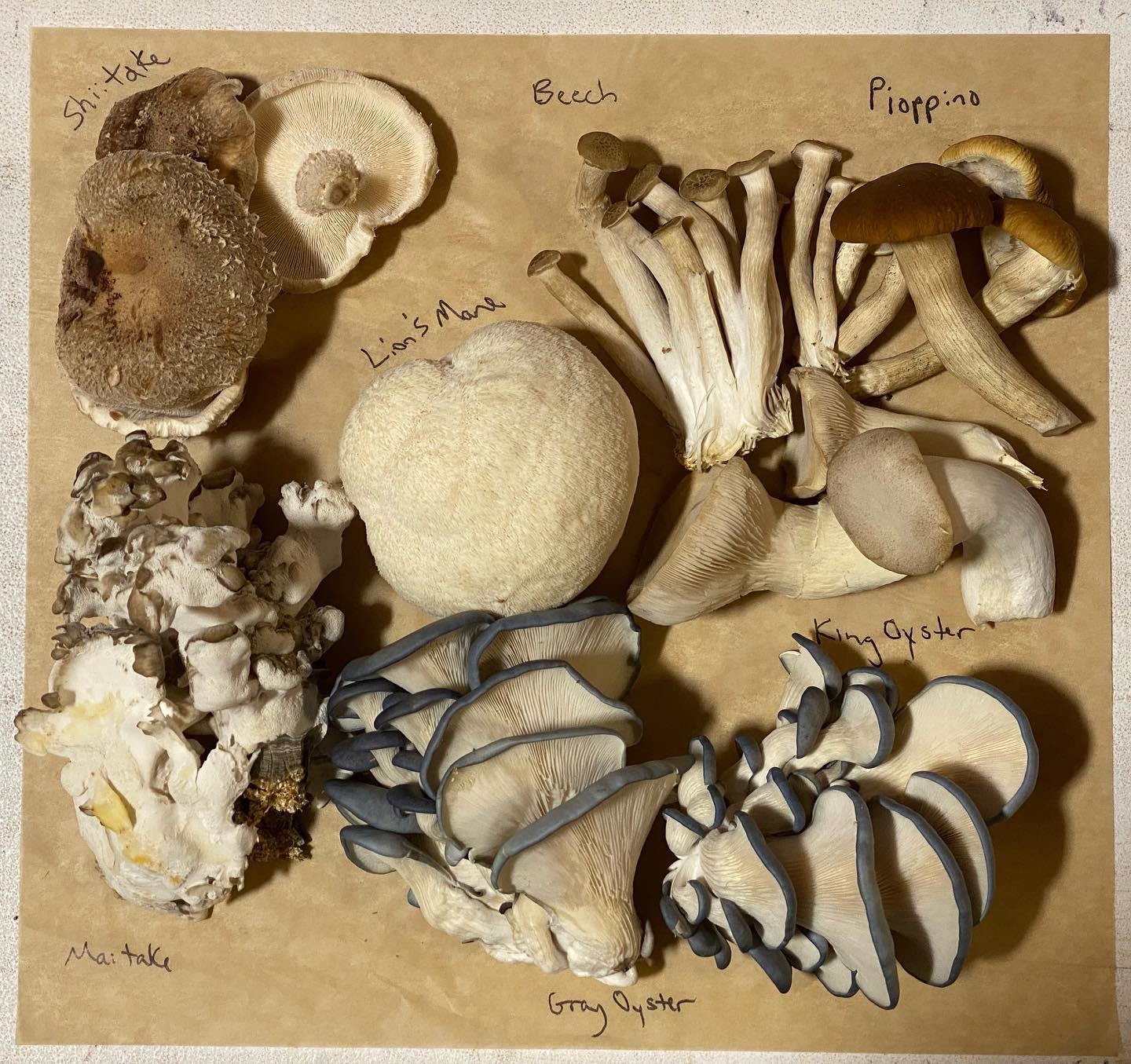 For those curious what mushrooms I grow year round , here’s a small sample of each, with its name written just above or below:
Gray Oyster
King Oyster
Lion’s Mane
Beech
Pioppino (only grown occasionally)
Beech
Shiitake 
Maitake