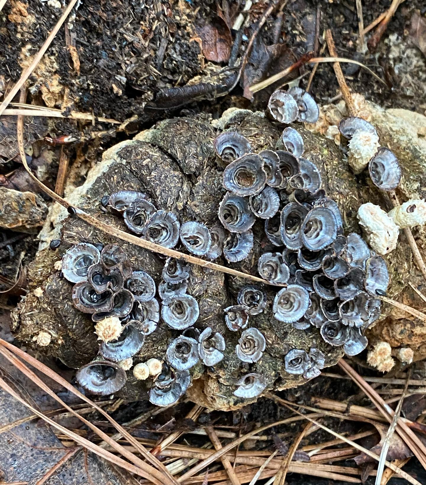My first time finding bird’s nest fungus!!!! This specimen was dried out so I didn’t get to observe the “eggs”.
Lol, do you know what this fungus typically grows on? It’s a saprophyte, so naturally it consumes dead wood , decaying plant matter…. But I wasn’t expecting 💩! Ha! Well, I sure didn’t and I was shocked when I realized I was holding a piece of desiccated 💩 in my hand with mushrooms growing on it. I guess I shouldn’t be too surprised, as this was found in the pasture but yes, a quick little google search proved that it loves to grow on 💩.
🤣💩🍄😆💩🍄😂