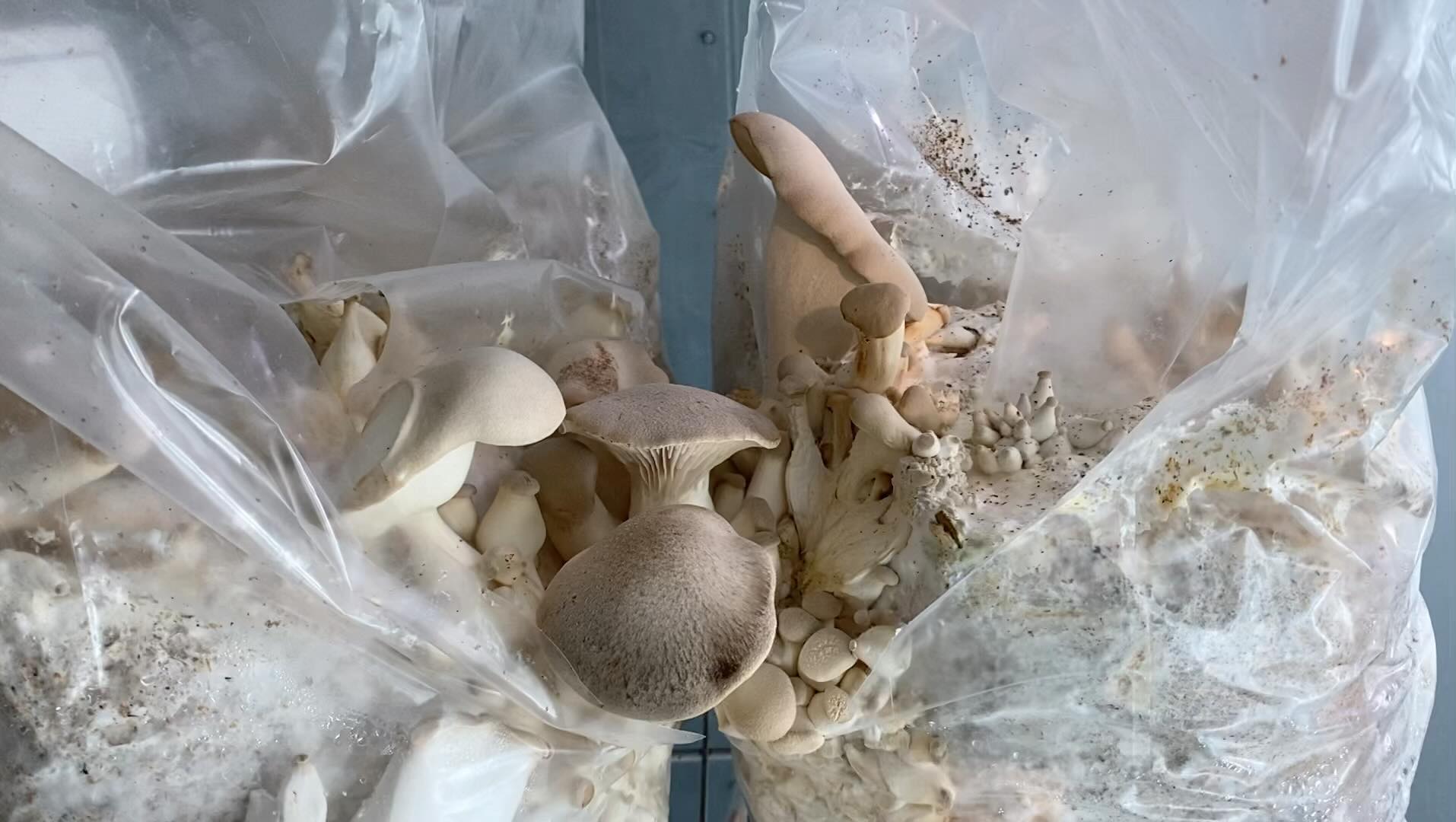 🤪🍄Freaky Fungus Friday🍄🤪
I present to you: conjoined twin king oyster mushroom blocks! They actually grew together! 🤪